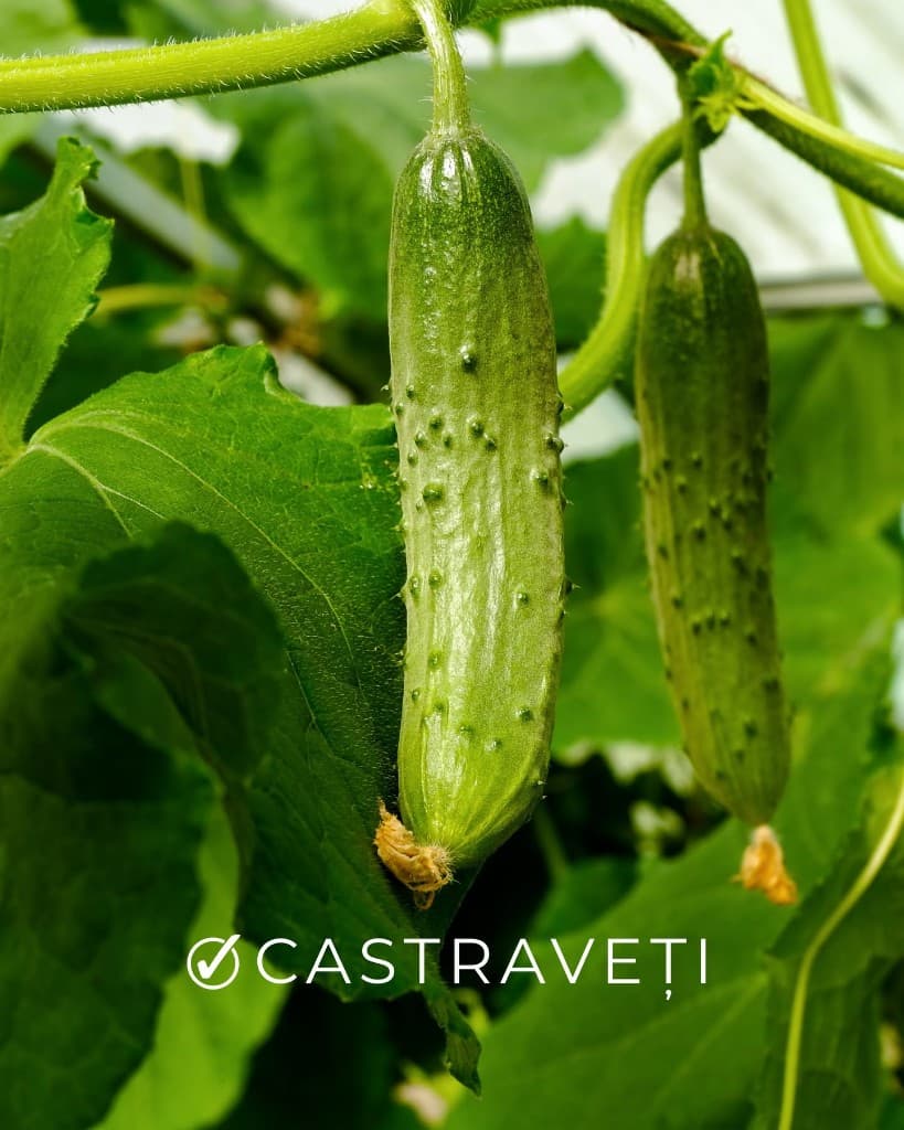 Castraveți cultivați organic la Gabor Farms