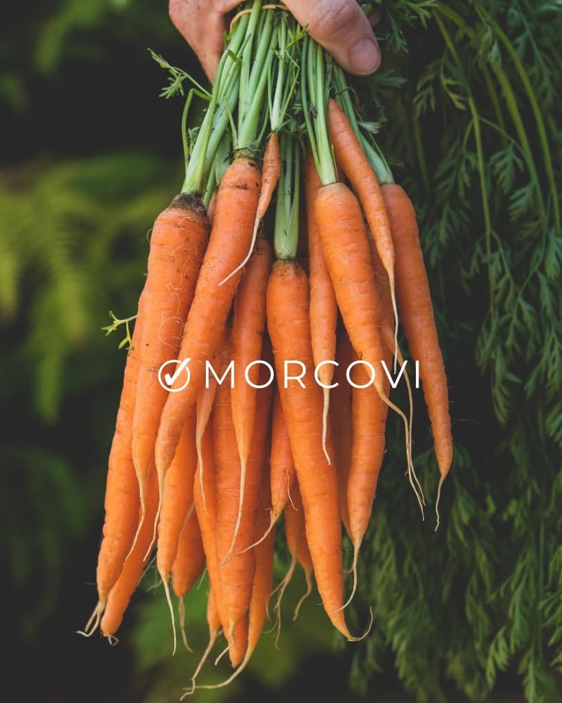 Morcovi proaspeți de la Gabor Farms